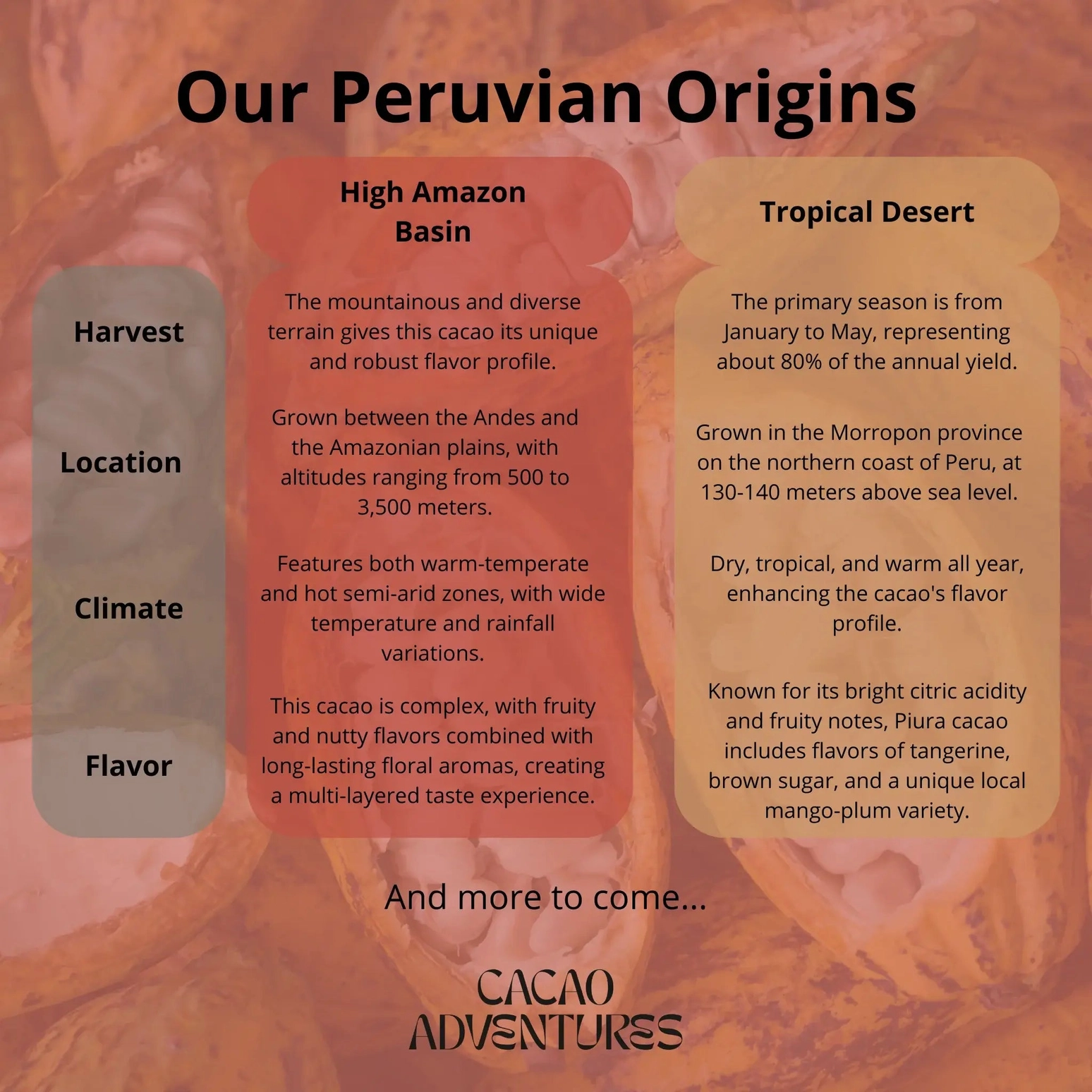 Informational graphic describing High Amazon Basin cacao origin and flavor profile